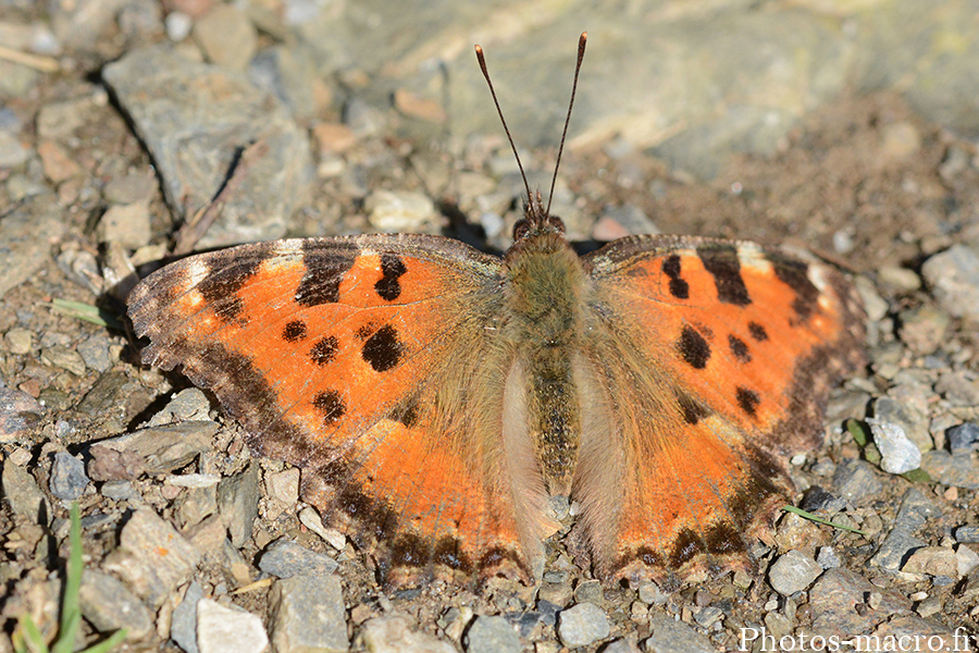 Nymphalis polychloros