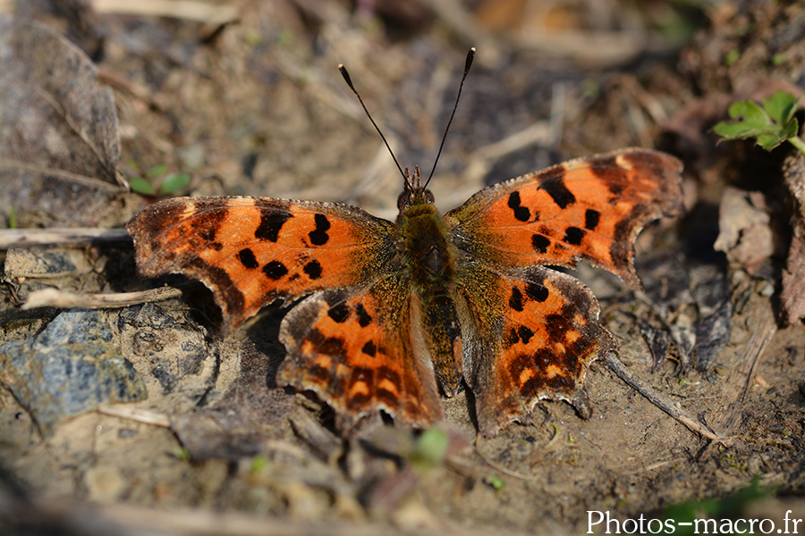 Polygonia c-album