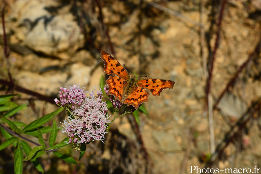 Polygonia c-album