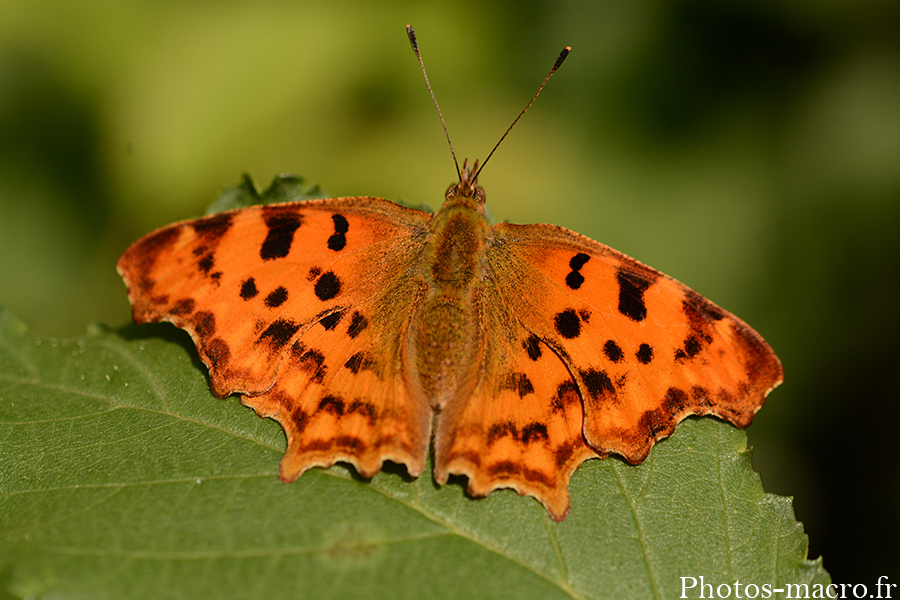 Polygonia c-album