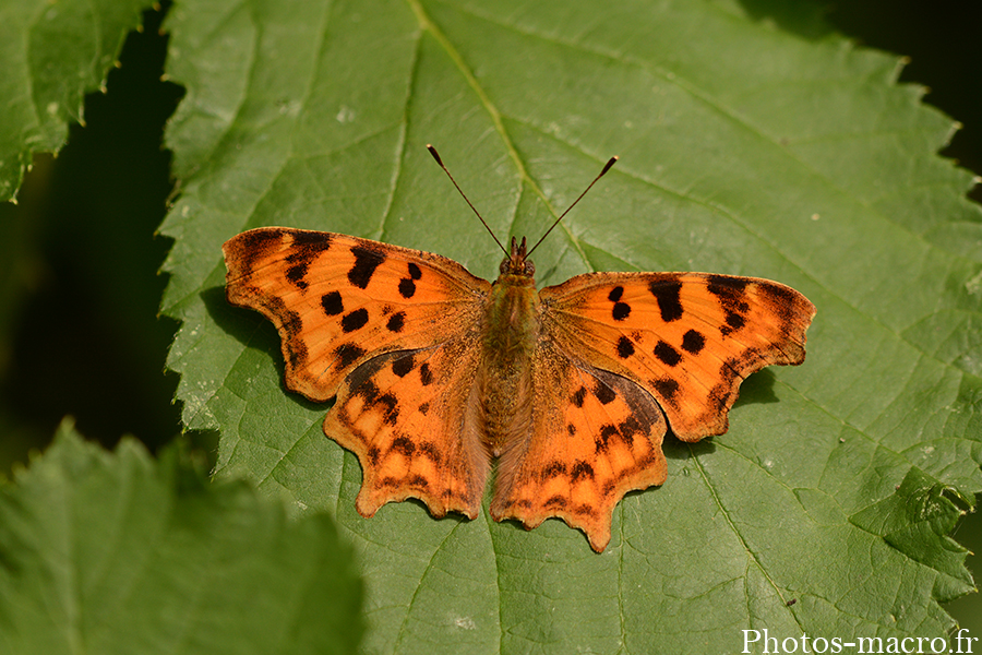 Polygonia c-album