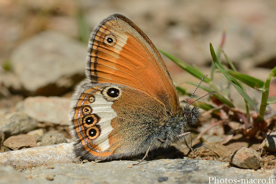 Coenonympha arcania