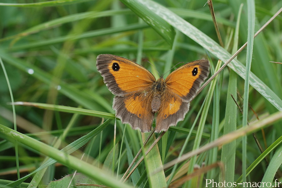 Pyronia tithonus paratransiens