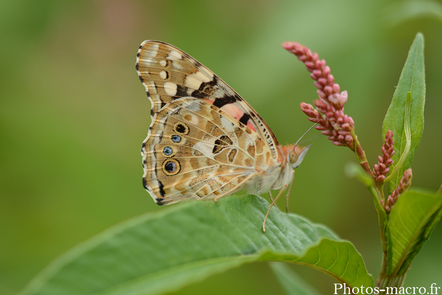 Vanessa cardui