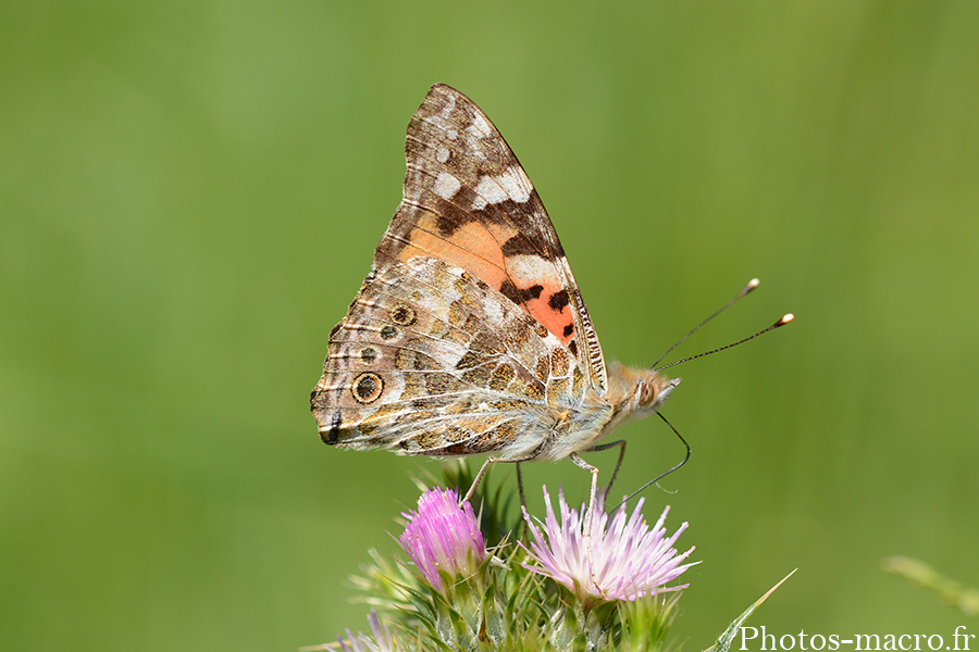 Vanessa cardui