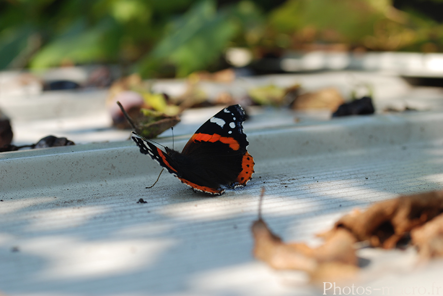 Vanessa atalanta