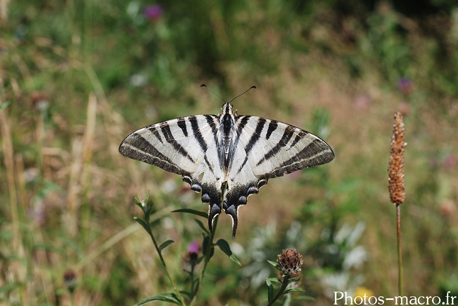 Iphiclides podalirius