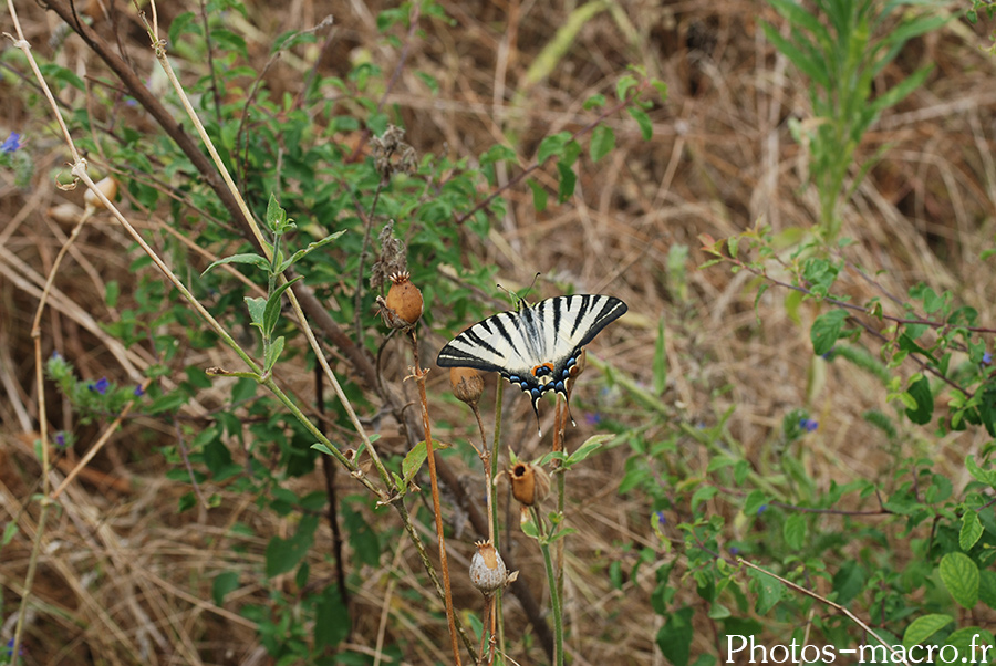 Iphiclides podalirius