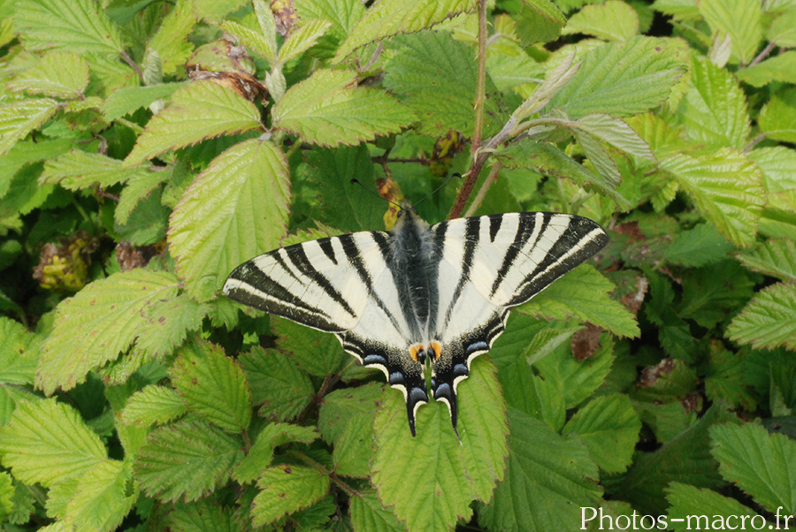 Iphiclides podalirius