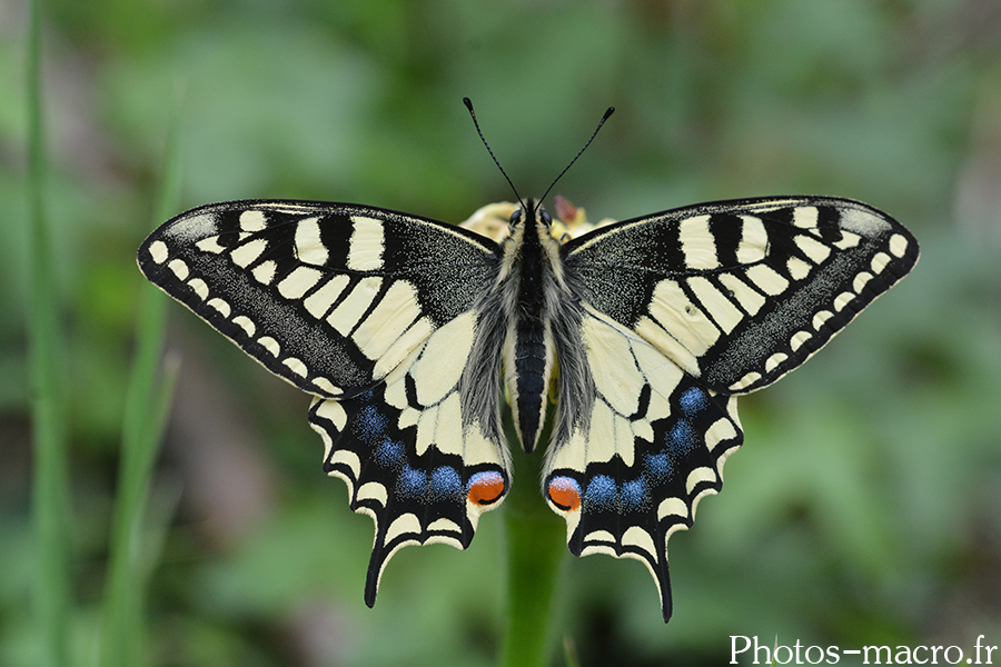 Papilio machaon