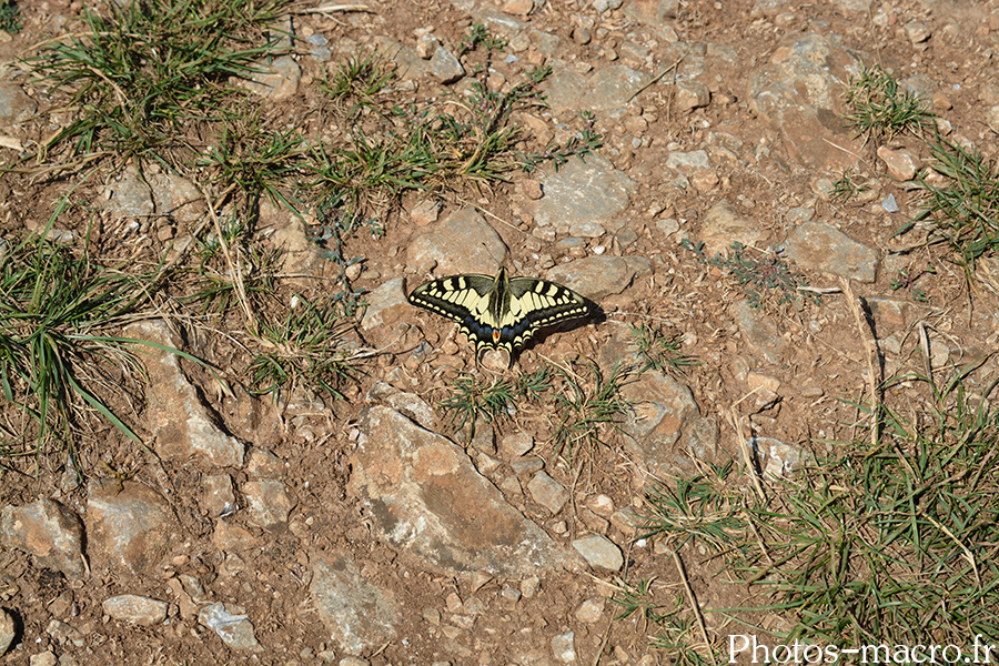 Papilio machaon