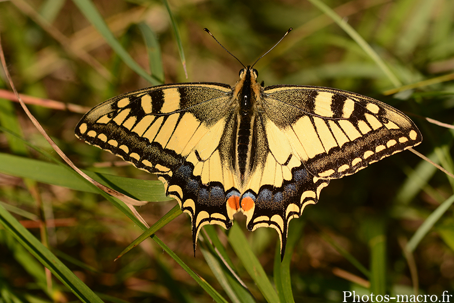 Papilio machaon