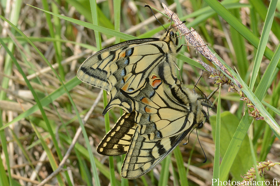 Papilio machaon