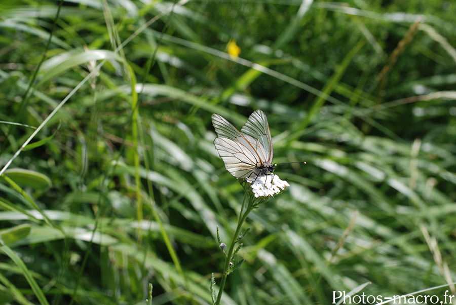 Aporia crataegi