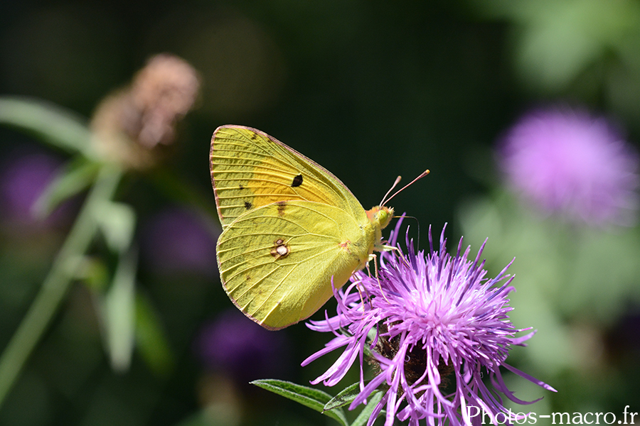 Colias hyale