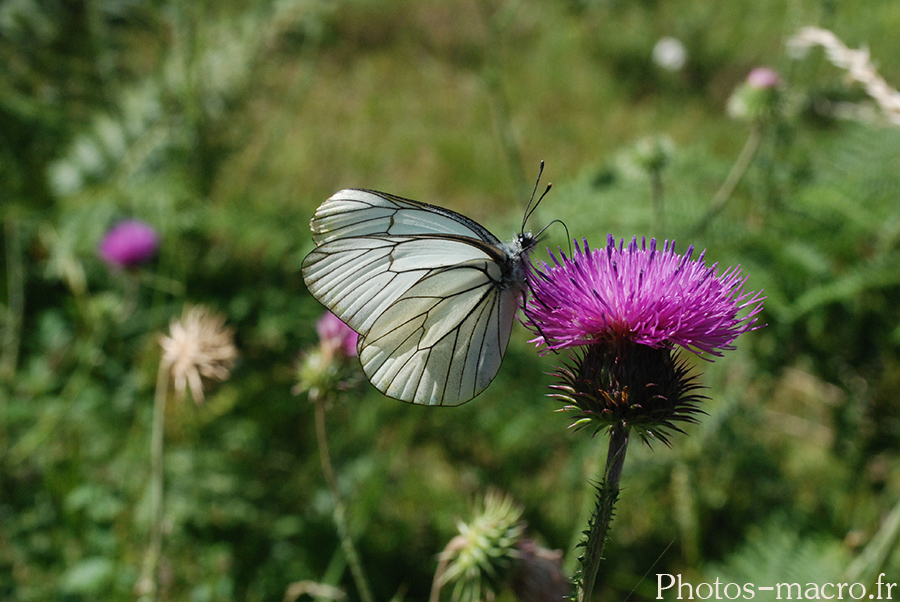 Aporia crataegi