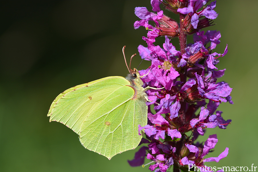 Gonepteryx rhamni