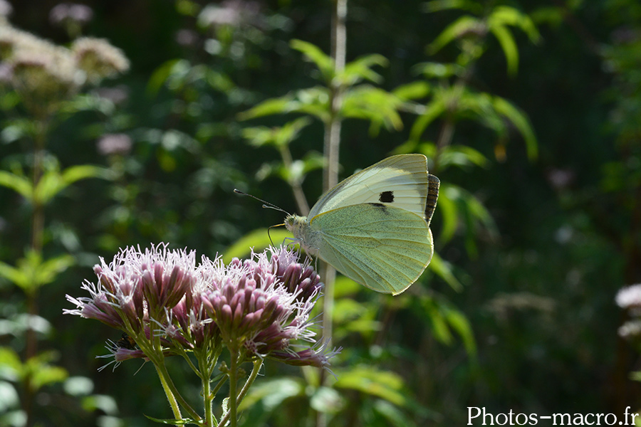 Pieris brassicae