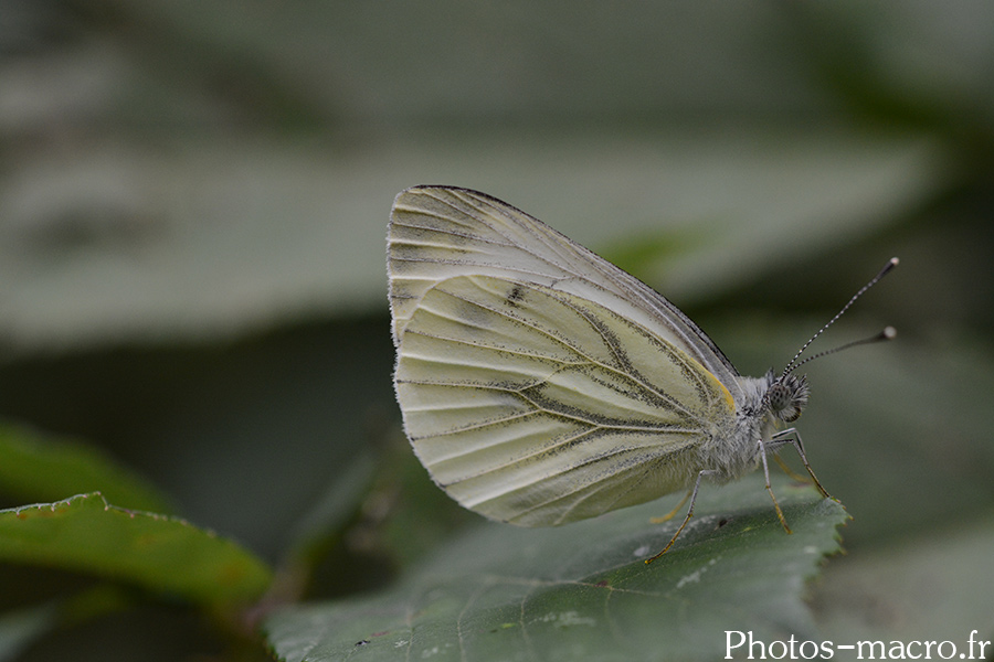 Pieris brassicae