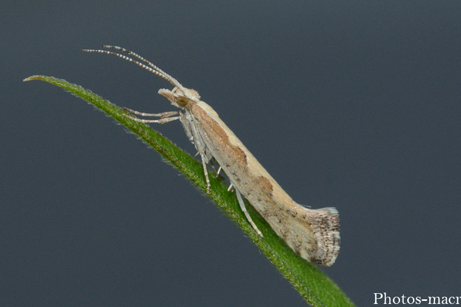 Plutella xylostella