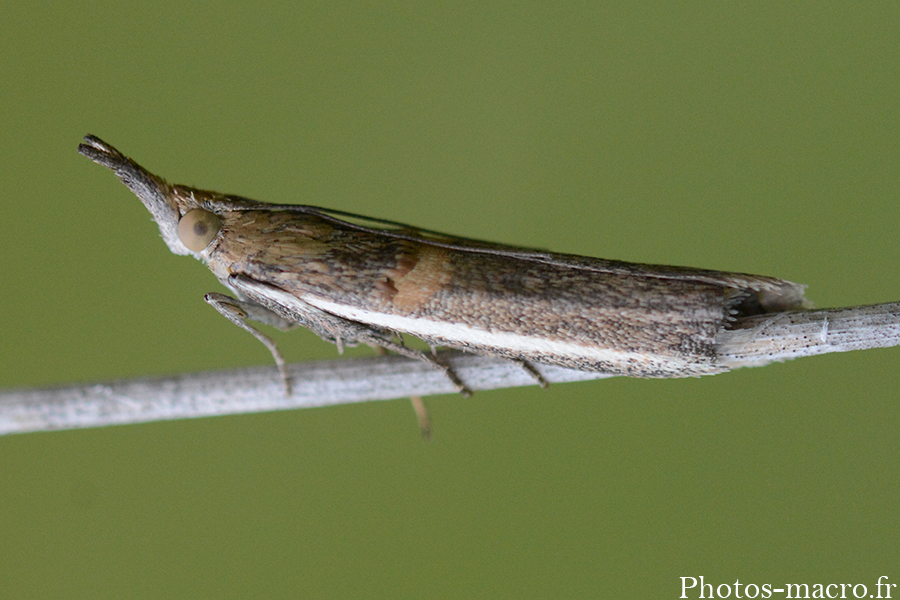 Etiella zinckenella