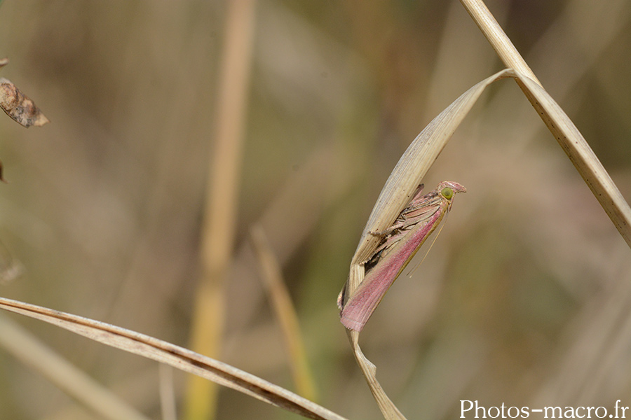 Oncocera semirubella