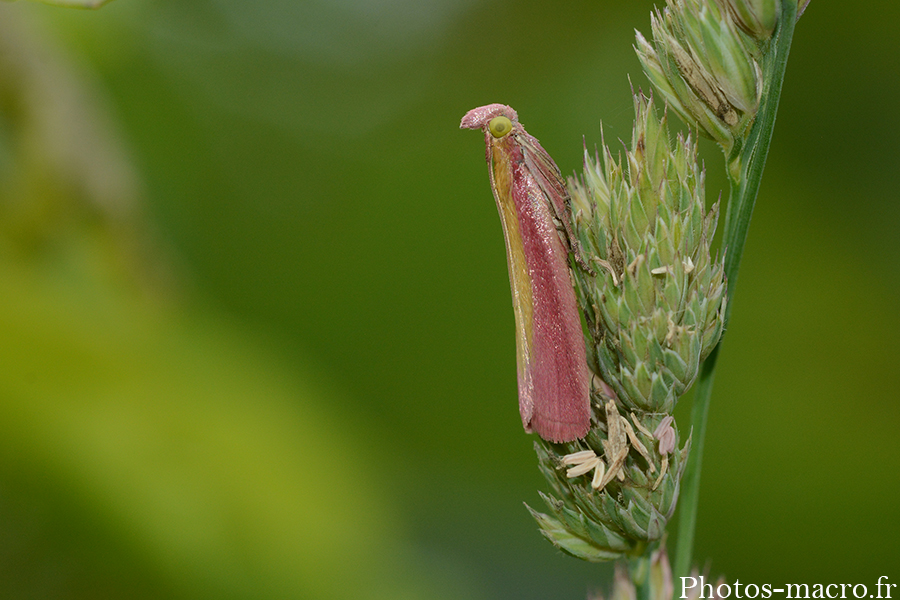 Oncocera semirubella