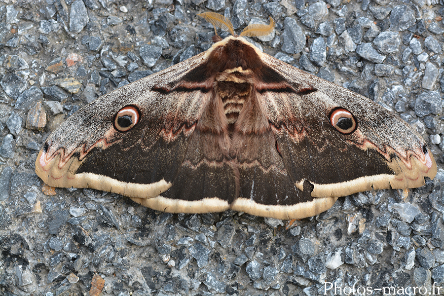 Saturnia pyri