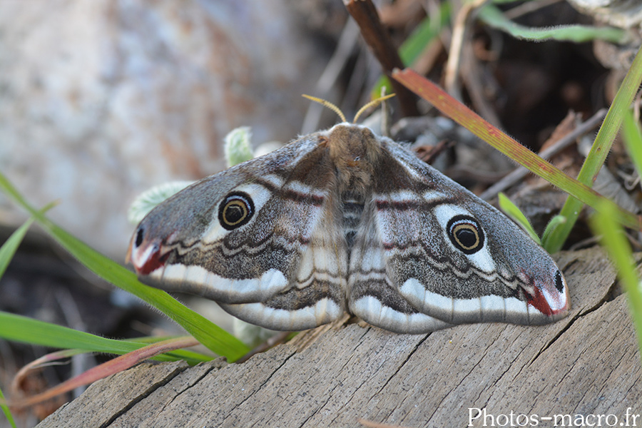 Saturnia pavinella