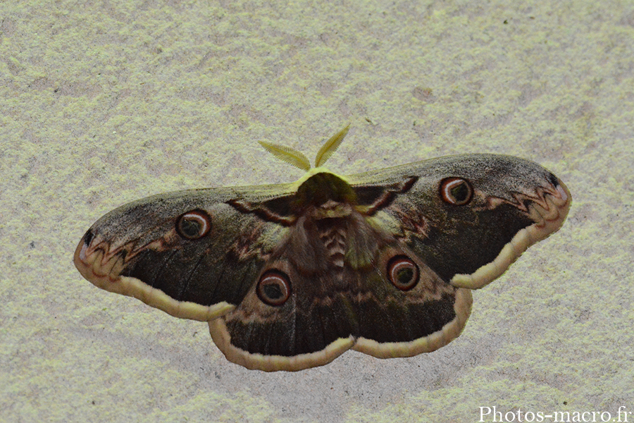 Saturnia pyri