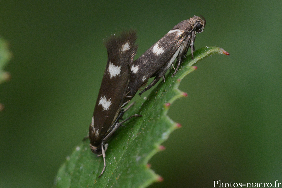 Scythris scopolella - accouplement 