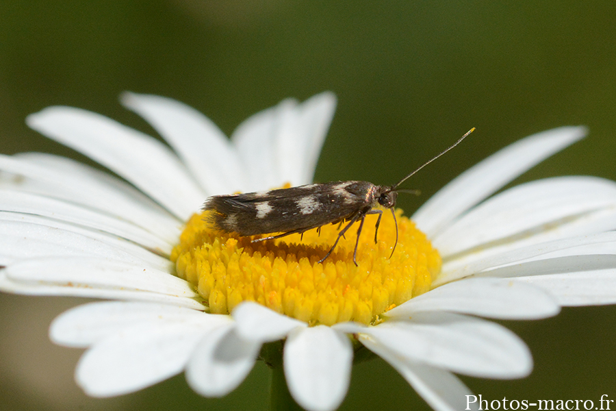 Scythris scopolella