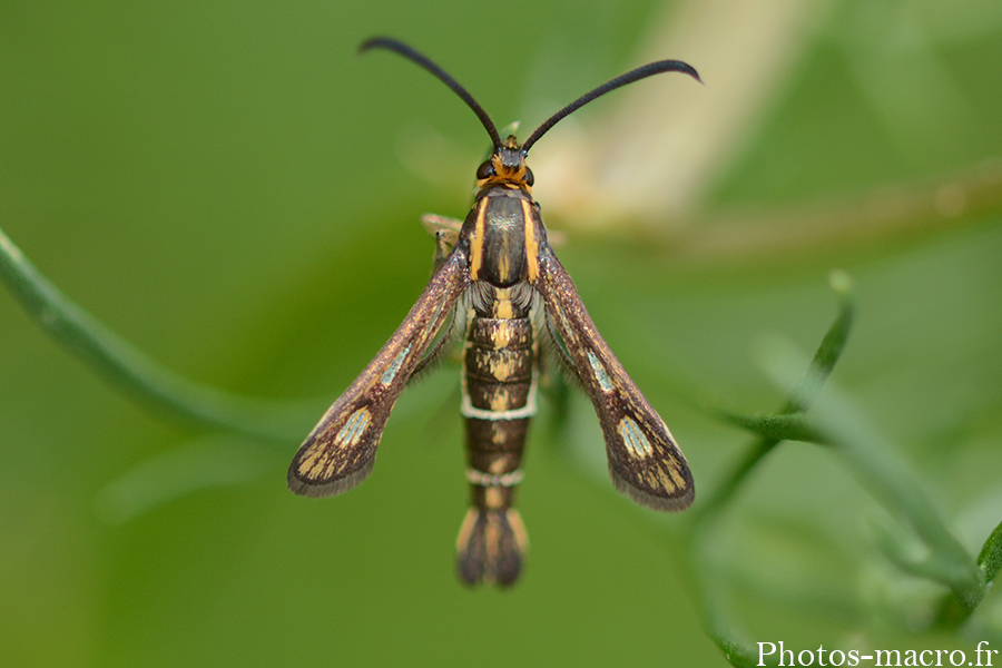 Chamaesphecia sp.