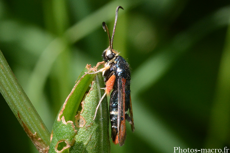 Pyropteron chrysidiformis