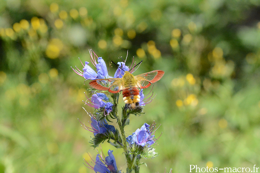 Hemaris fuciformis