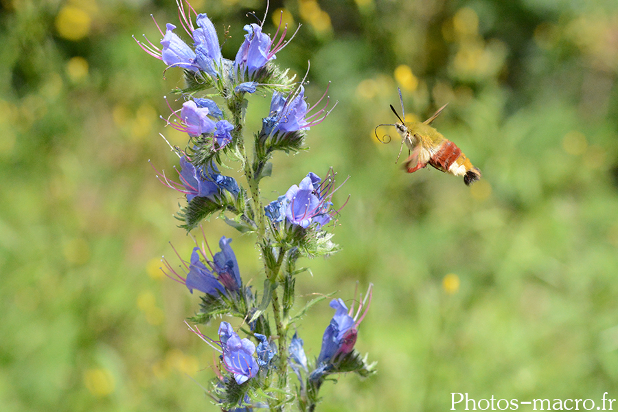 Hemaris fuciformis