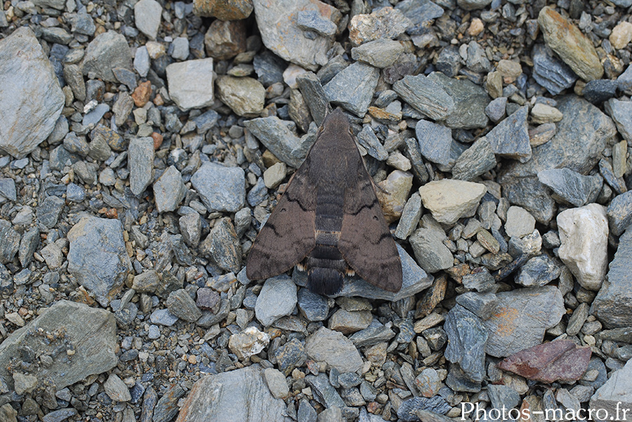 Macroglossum stellatarum