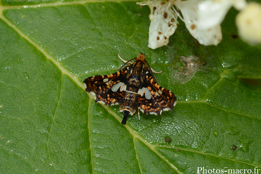 Thyris fenestrella