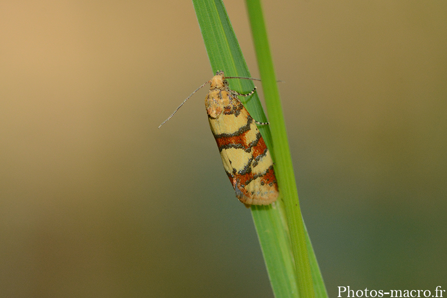 Aethes tesserana