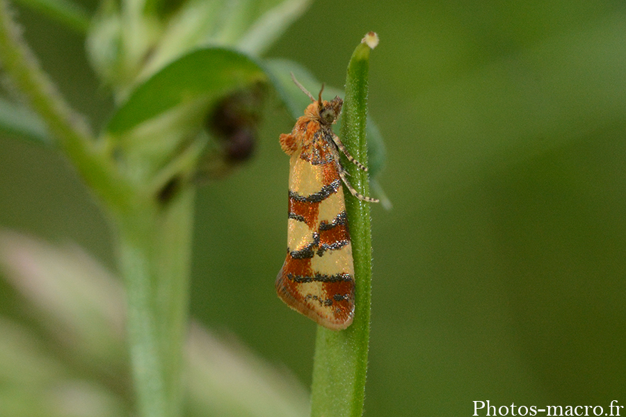 Aethes tesserana