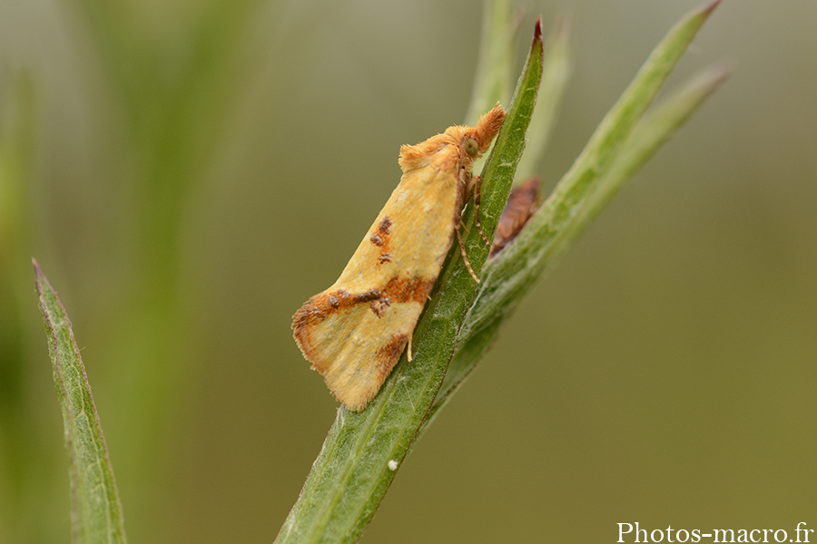 Agapeta hamana