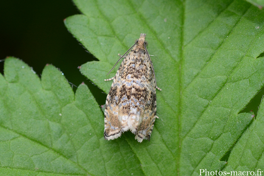 Celypha lacunana