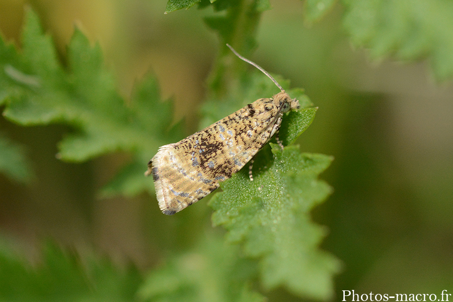 Celypha lacunana