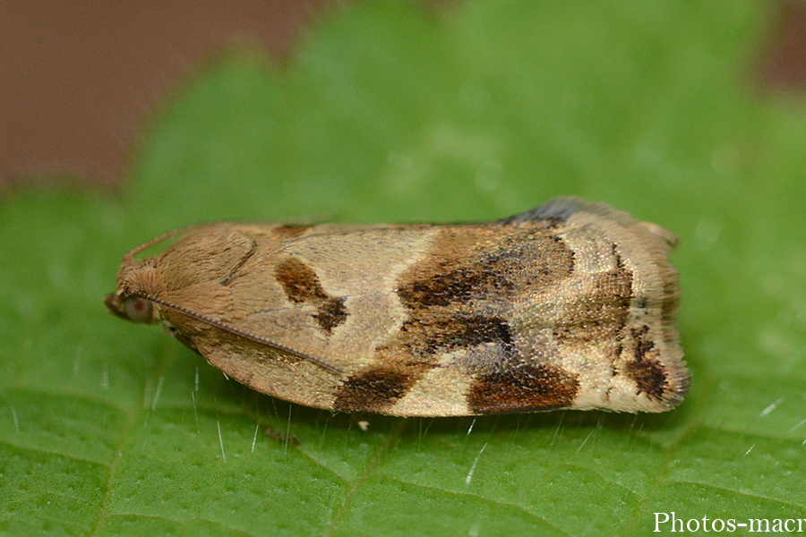 Choristoneura lafauryana