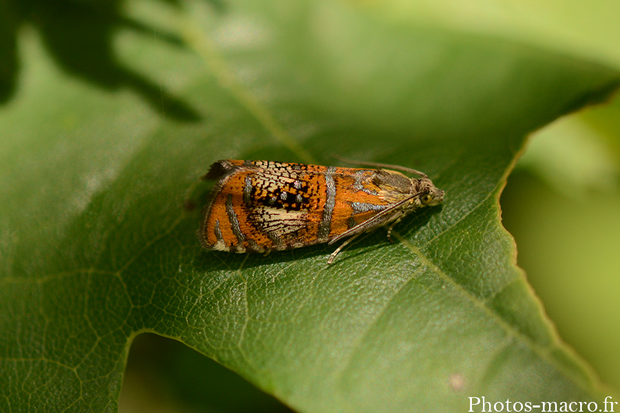 Olethreutes arcuella