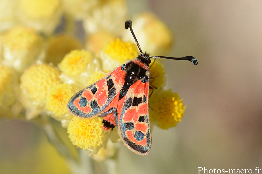 Zygaena fausta fortunata