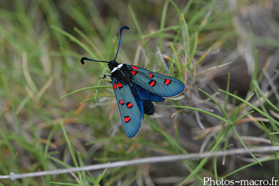 Zygaena lavandulae