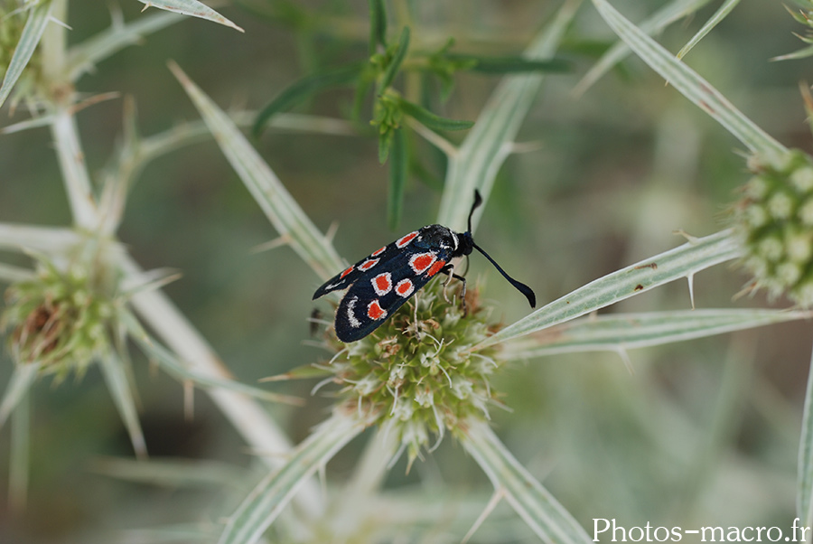 Zygaena occitanica