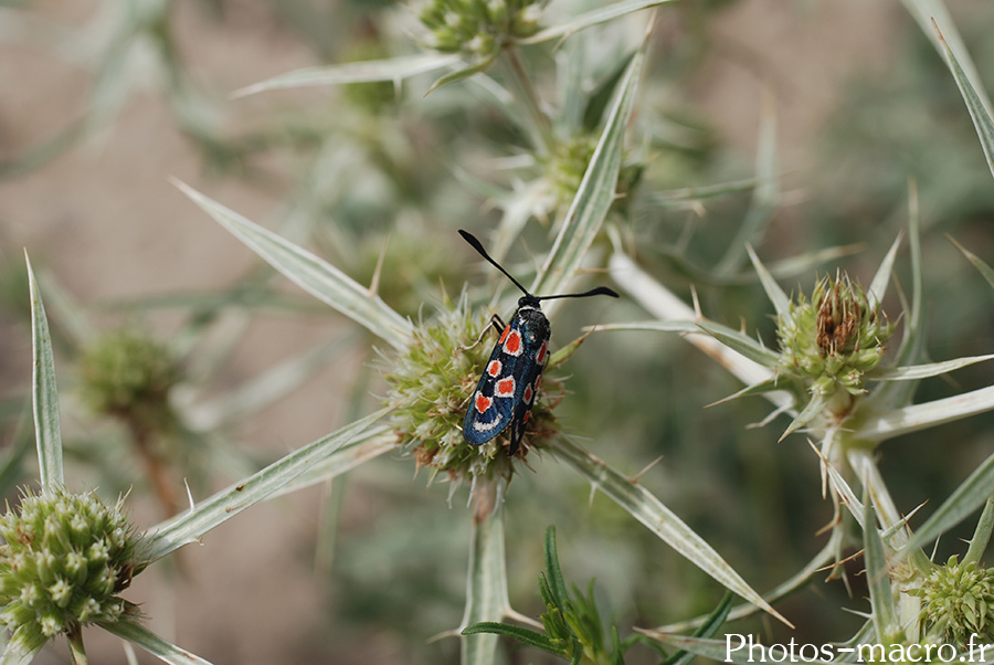 Zygaena occitanica