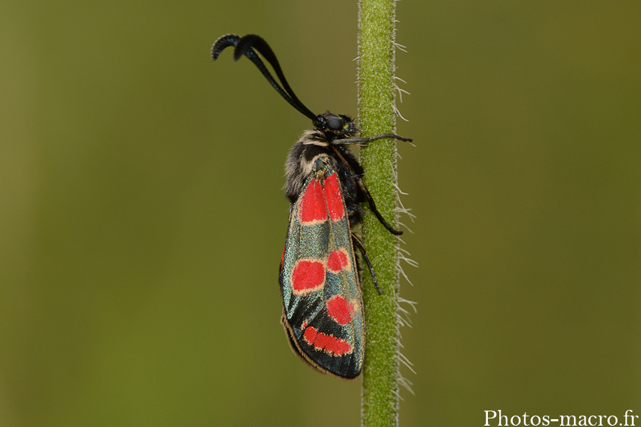 Zygaena carniolica